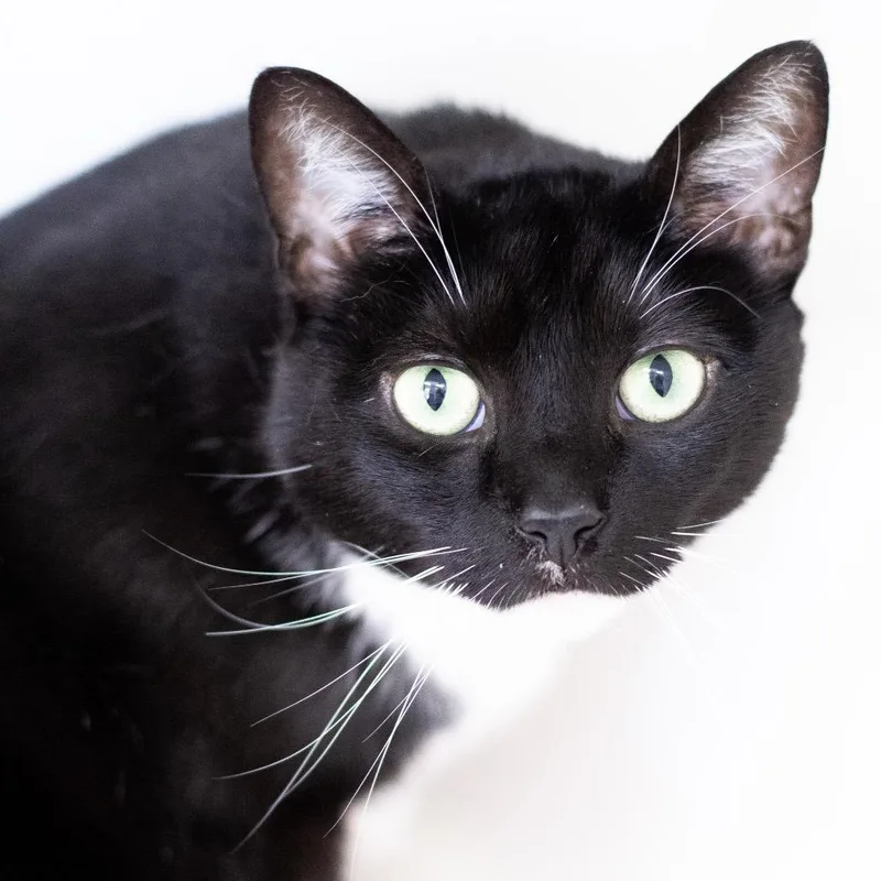 An adult extra large-sized female Domestic Short Hair cat named Gigi for adoption in Cumming, GA