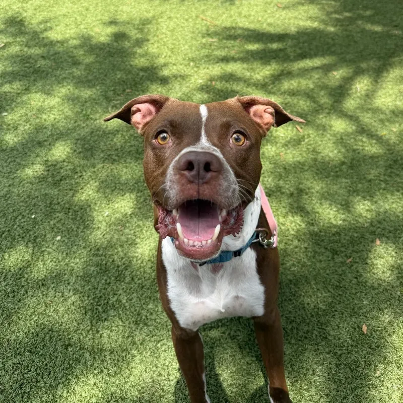 An adult medium-sized male Brown / Chocolate Mixed Breed dog named Espresso for adoption in Sarasota, FL