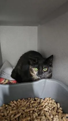A baby small-sized female Black Domestic Short Hair cat named Catalytic Converter for adoption in Sacramento, CA