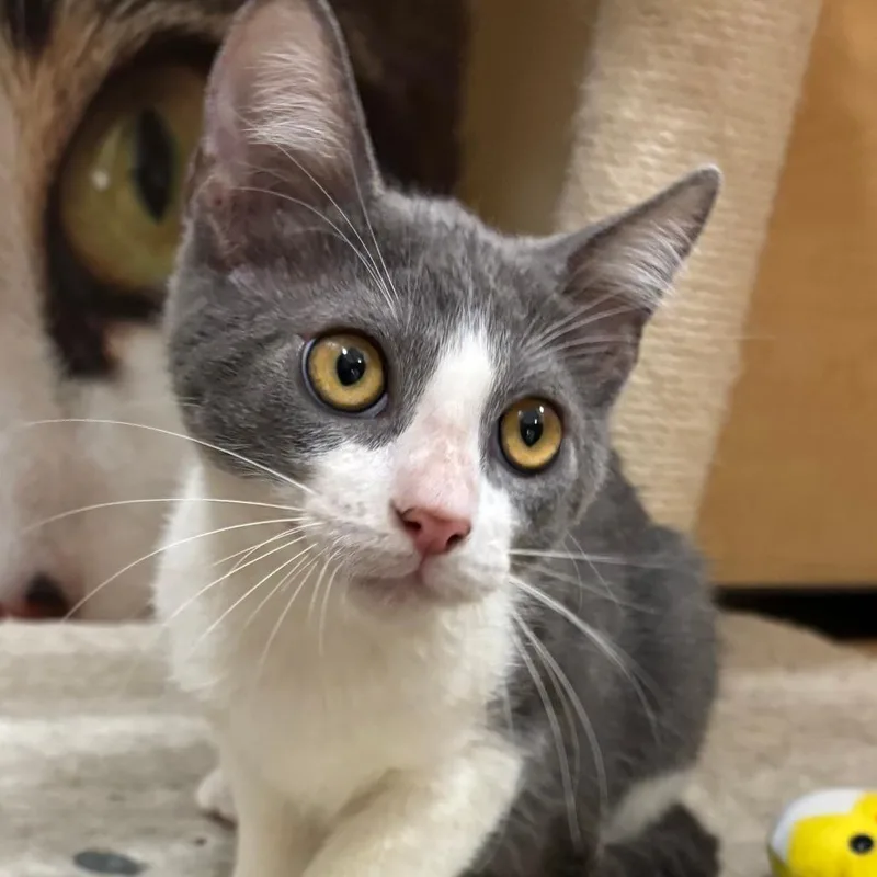 A baby small-sized male Gray / Blue / Silver Domestic Short Hair cat named Shortcake for adoption in Los Angeles, CA