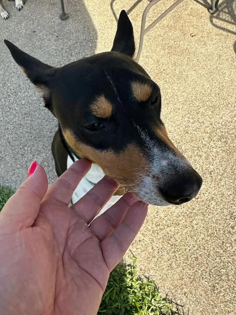 A young medium-sized male Tricolor (Brown, Black, & White) Basenji dog named Rascal for adoption in Garland, TX