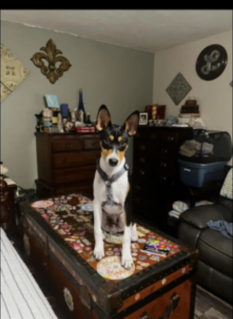 Rascal thumbnail 2