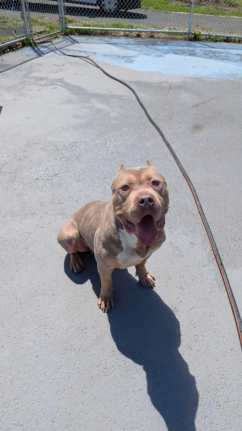 An adult large-sized female Yellow / Tan / Blond / Fawn American Bully dog named Fauna for adoption in Plainfield, NJ
