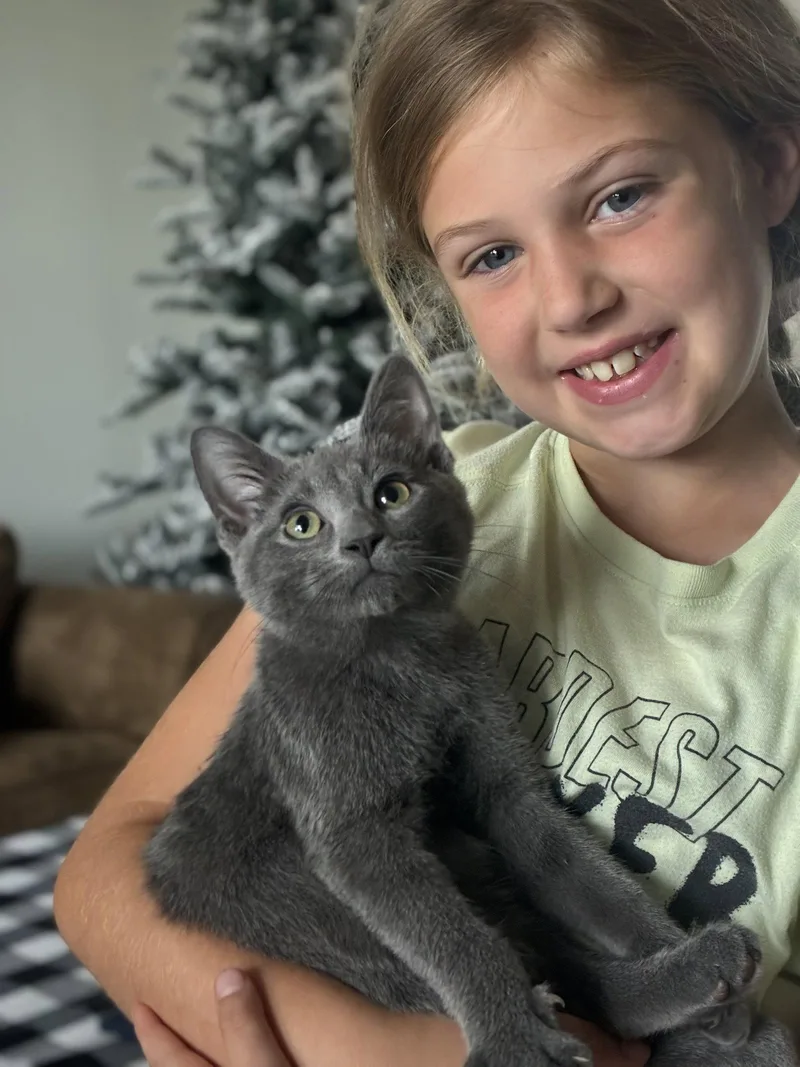 A baby medium-sized male Gray / Blue / Silver Domestic Short Hair cat named Mr. Peppers for adoption in Cincinnati, OH
