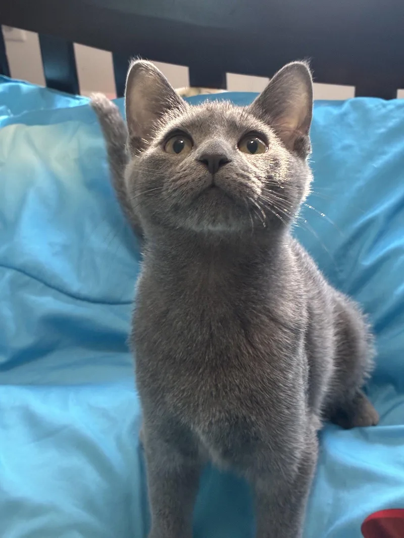 Mr. Peppers thumbnail 2