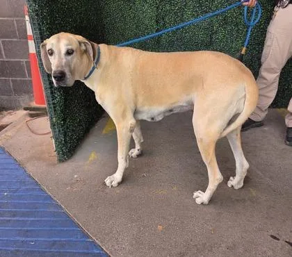 A baby extra large-sized female Yellow / Tan / Blond / Fawn Great Dane dog named 60791327 for adoption in El Paso, TX