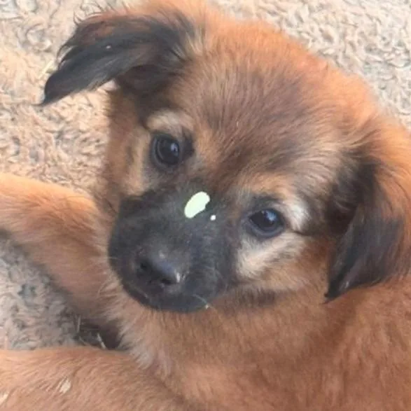 A baby small-sized female Brown / Chocolate Chihuahua dog named Lilly for adoption in Odessa, TX