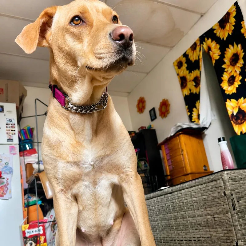 Zelda