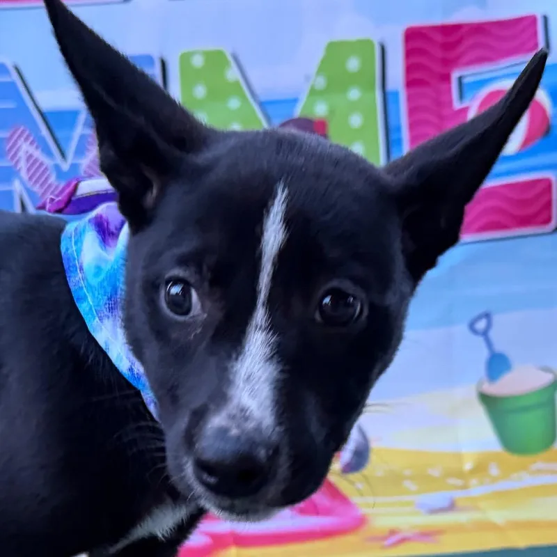 A baby small-sized female Black Boxer dog named Mascara for adoption in Aledo, TX