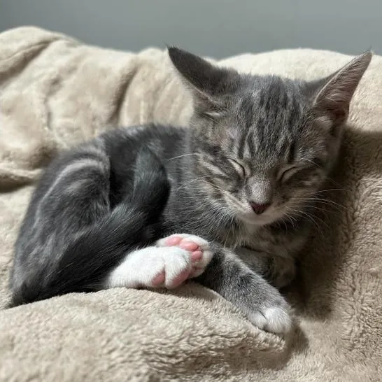 Orange Aka Goliath thumbnail 2