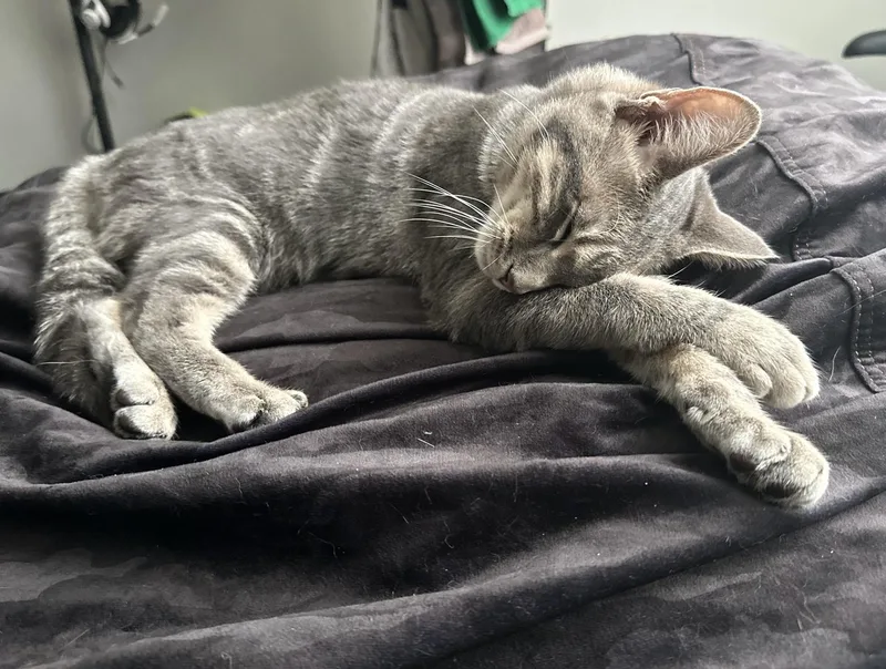 Orange Aka Goliath thumbnail 3