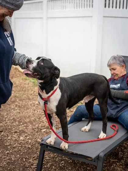 An adult large-sized male Mixed Breed dog named Rufus for adoption in Chamblee, GA
