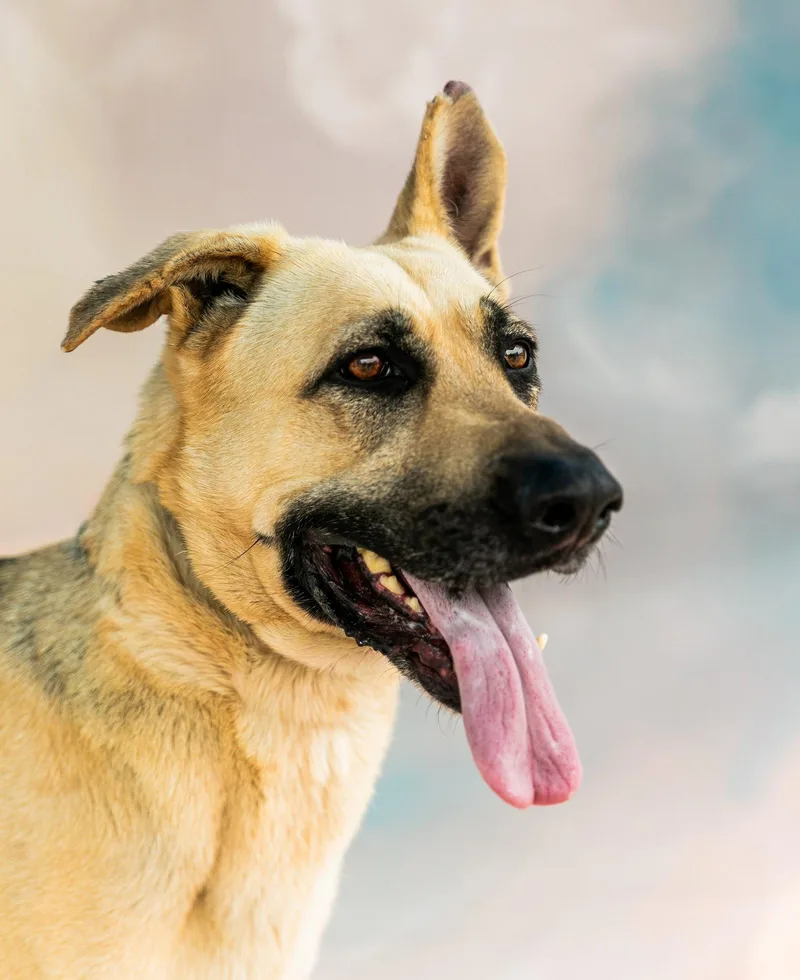 An adult large-sized female German Shepherd Dog dog named Quinn for adoption in Pasadena, CA