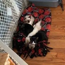 Curious George thumbnail 2