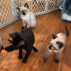 Curious George thumbnail 3