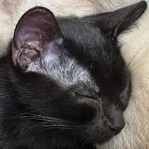 A baby medium-sized male Black Domestic Long Hair cat named Curious George for adoption in Sacramento, CA