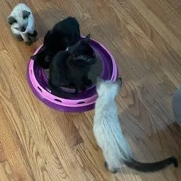 Curious George thumbnail 4