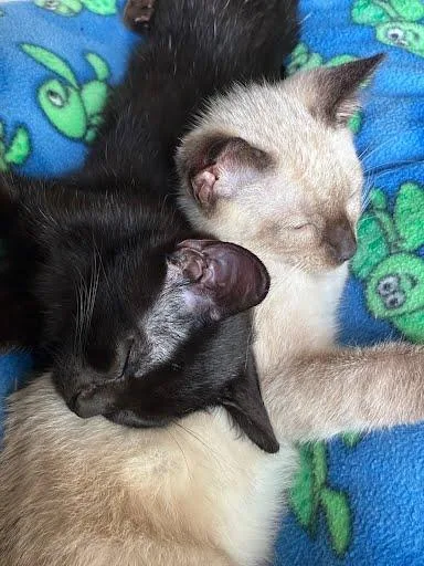 Curious George thumbnail 5