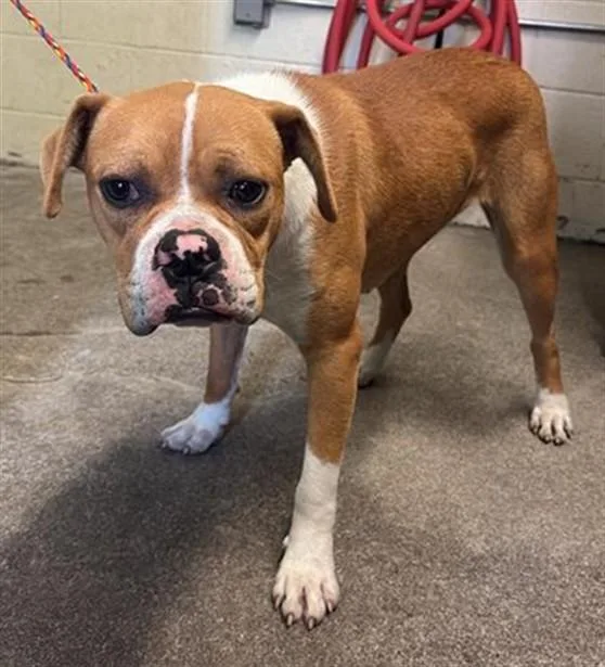 A young medium-sized female Boxer dog named Rose for adoption in Sacramento, CA