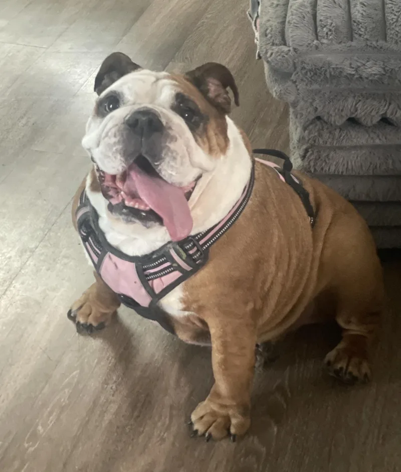 A senior large-sized female English Bulldog dog named Luna for adoption in PALM BAY, FL