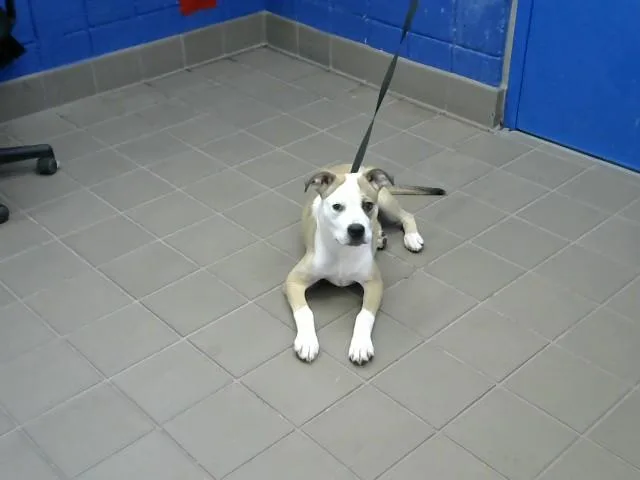 A young medium-sized male Boxer dog named Denver for adoption in Albuquerque, NM