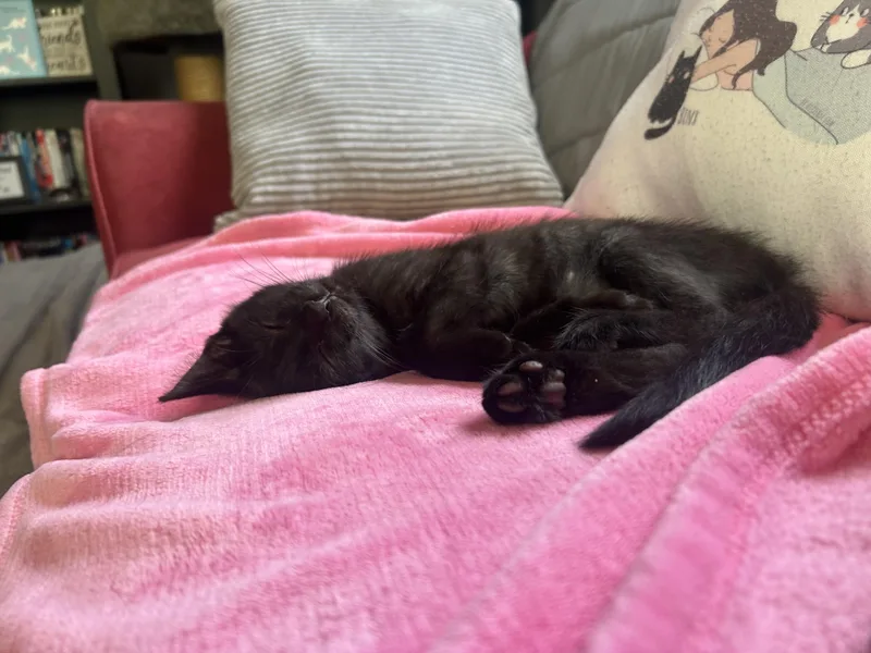 A baby medium-sized male Black Domestic Short Hair cat named Blaze and Bowie for adoption in Oak Park, MI
