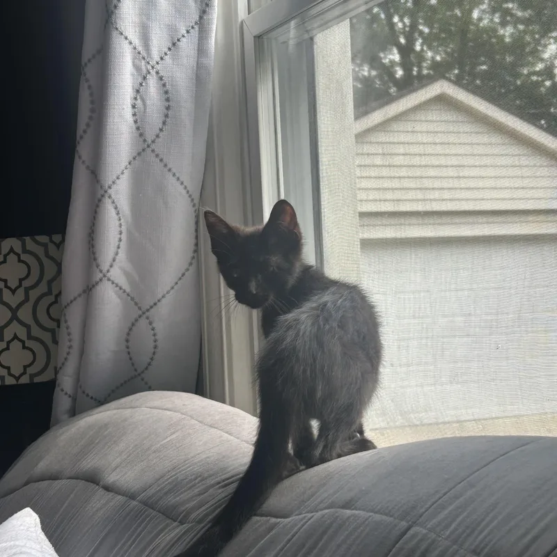 Blaze and Bowie thumbnail 2