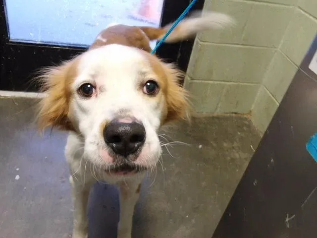 An adult medium-sized male Australian Cattle Dog / Blue Heeler dog named Bon Jovi for adoption in Tulsa, OK