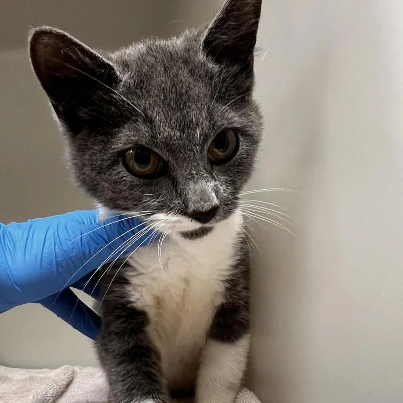 A baby small-sized female Gray / Blue / Silver Domestic Short Hair cat named 72814 for adoption in Harrisonburg, VA