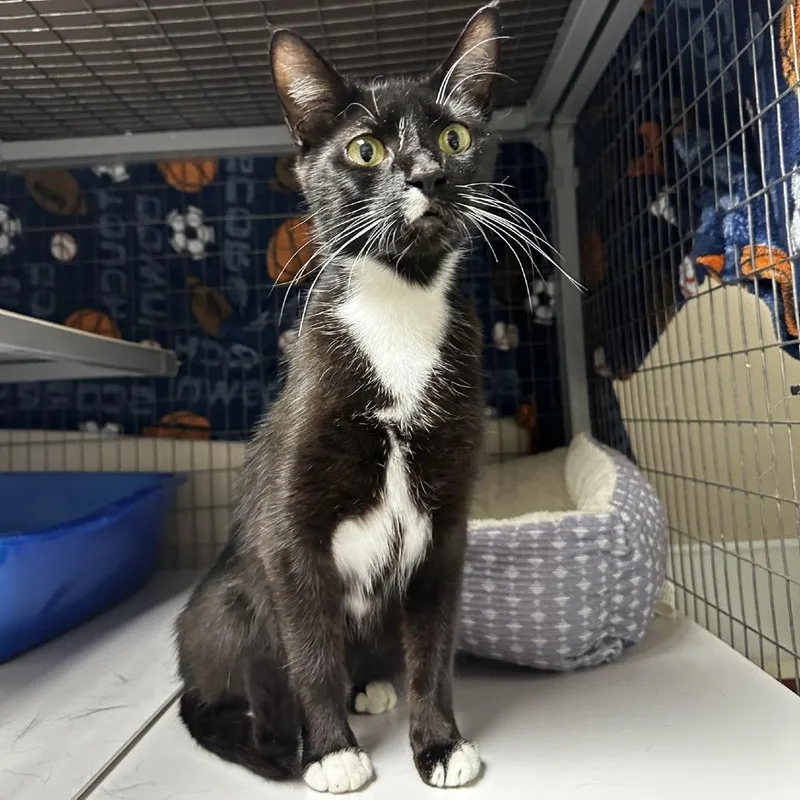 An adult small-sized female Black Domestic Short Hair cat named Valens for adoption in Blue Ridge, GA