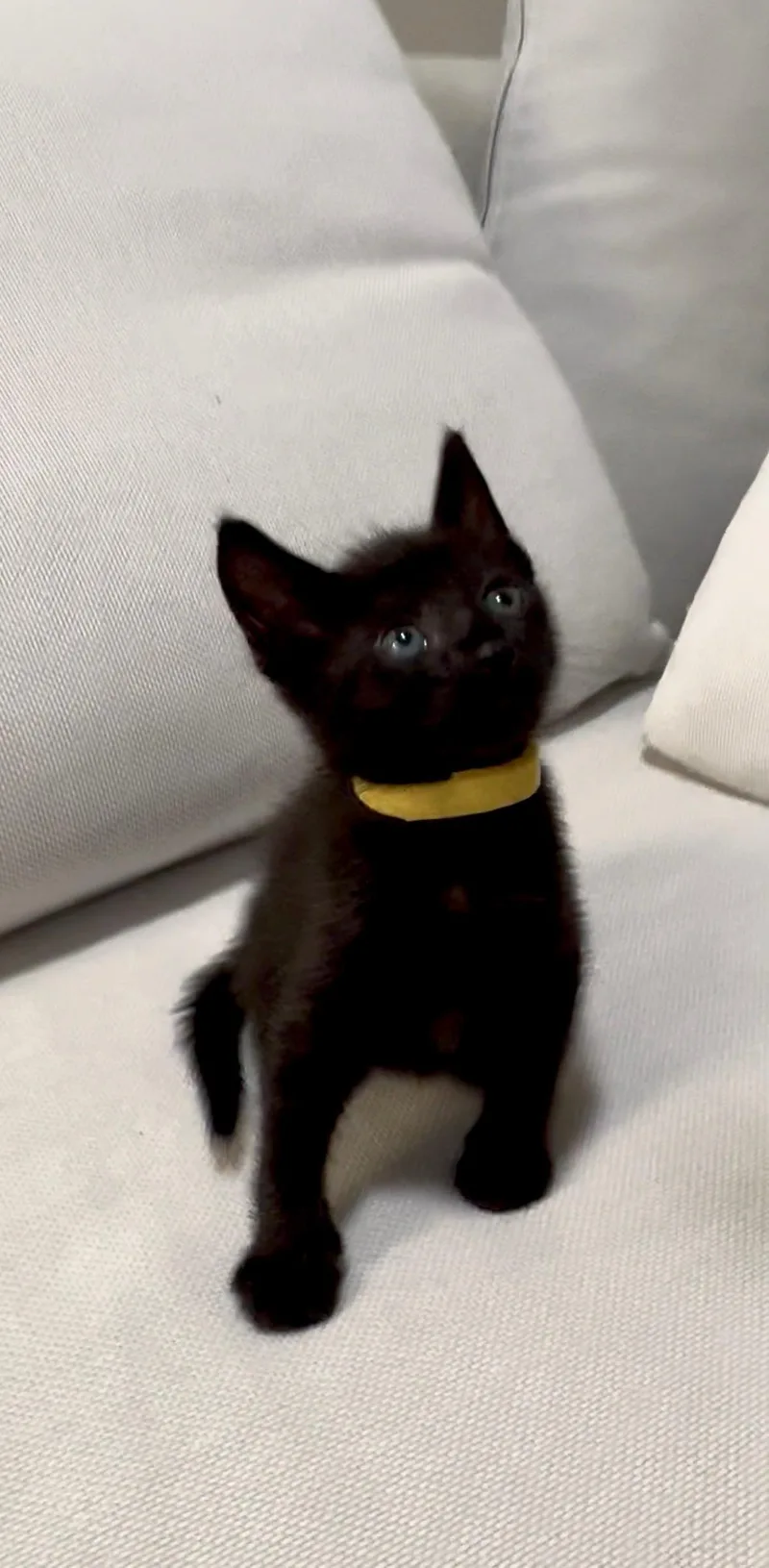 A baby small-sized male Domestic Short Hair cat named Saucy for adoption in Honolulu, HI