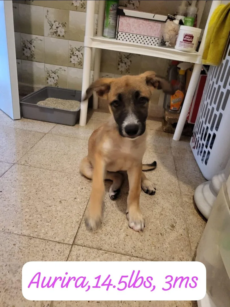 A baby medium-sized female Shepherd dog named Aurora for adoption in New York, NY