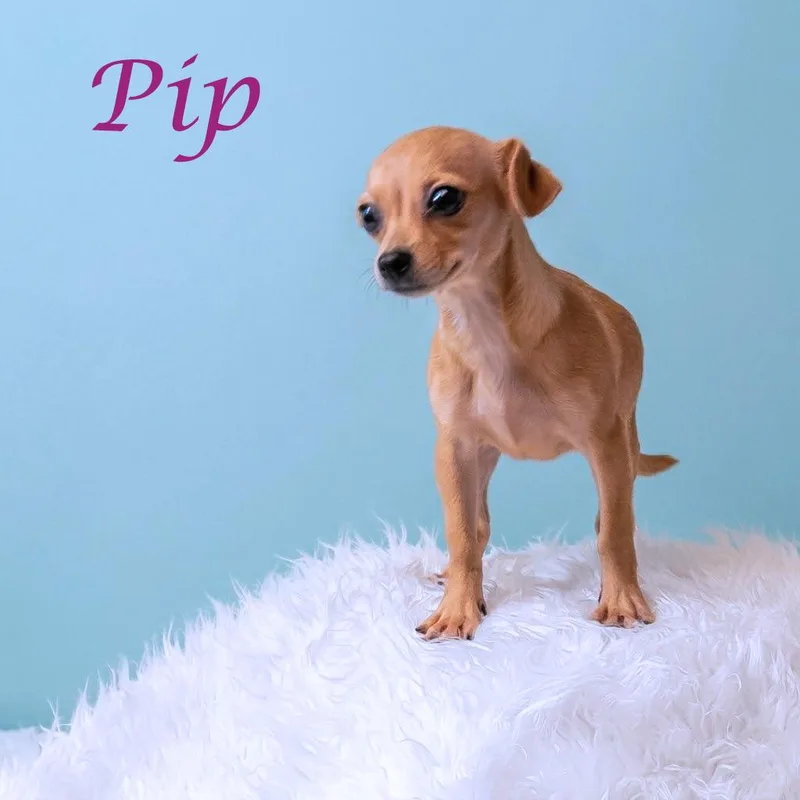Pip D