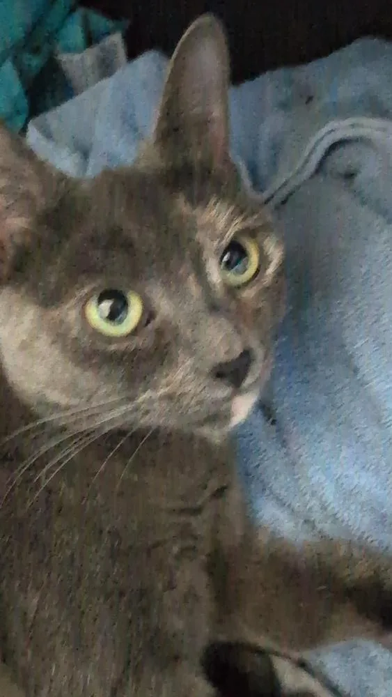 An adult medium-sized female Domestic Short Hair cat named Rosemary for adoption in Brandon, FL
