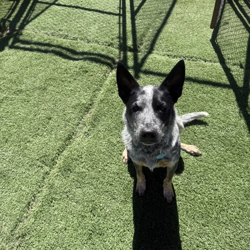 Mr Golden Paws thumbnail 2