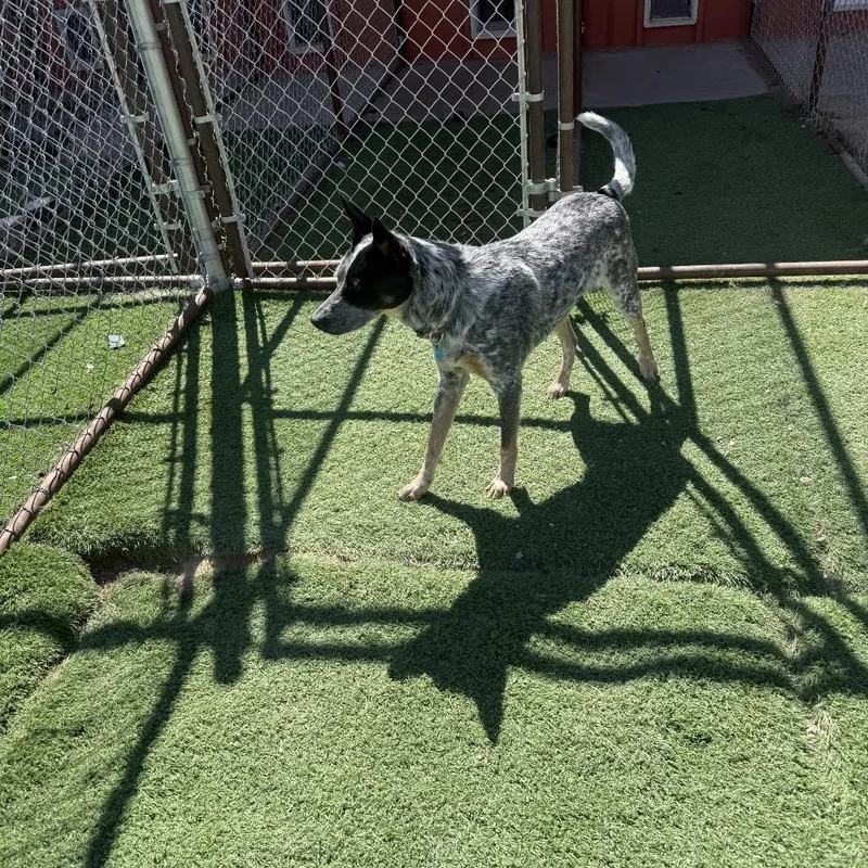 Mr Golden Paws thumbnail 3