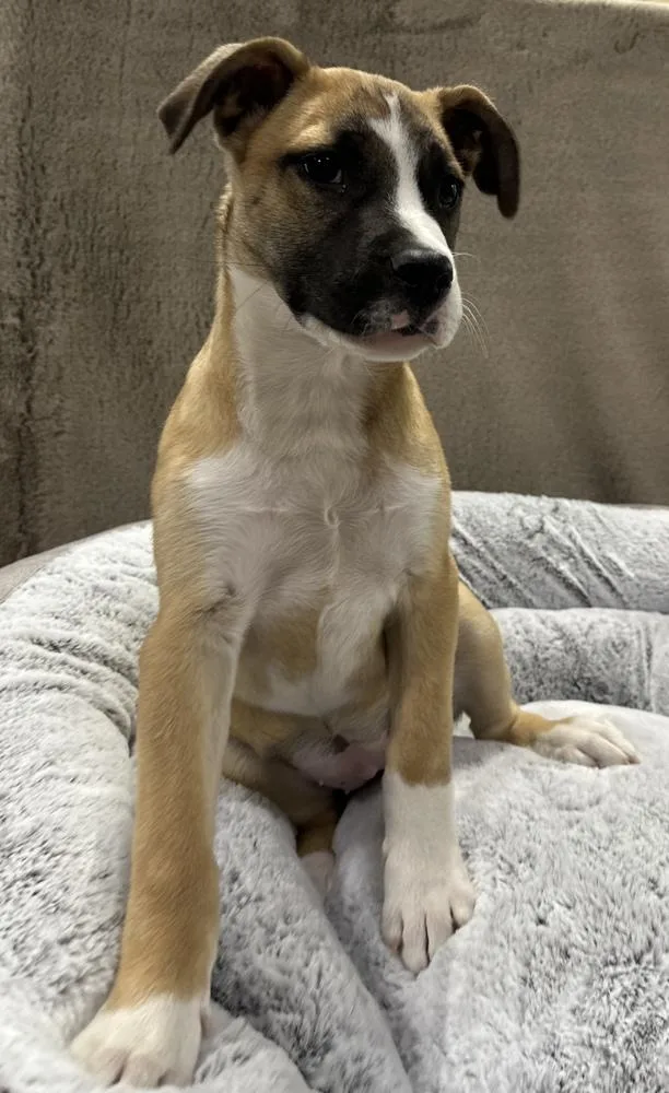 A baby large-sized female White / Cream Pit Bull Terrier dog named Tartlet for adoption in Sedalia, CO
