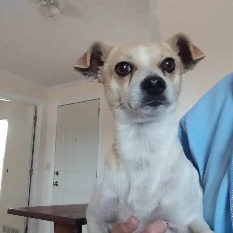 An adult small-sized male White / Cream Chihuahua dog named Little Man for adoption in Macclesfield, NC