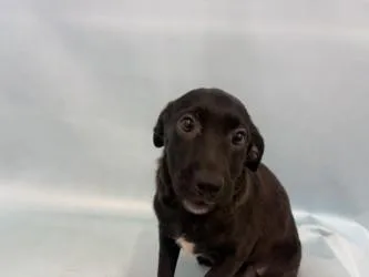 A baby small-sized female Mixed Breed dog named Crunchy for adoption in Golden Valley, MN