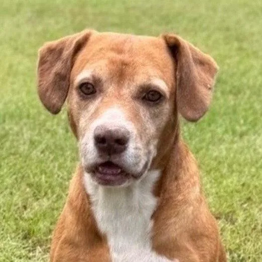 An adult medium-sized male Labrador Retriever dog named Bernie for adoption in Bloomfield, CT