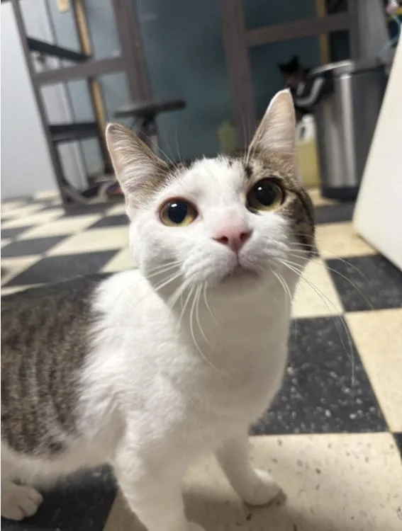A young medium-sized male White Domestic Short Hair cat named Forrest for adoption in Chicago, IL