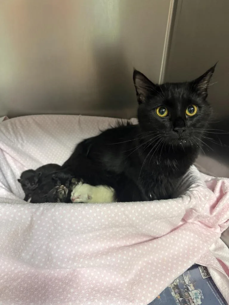 A baby medium-sized male Domestic Short Hair cat named Dally for adoption in Sorrento, LA
