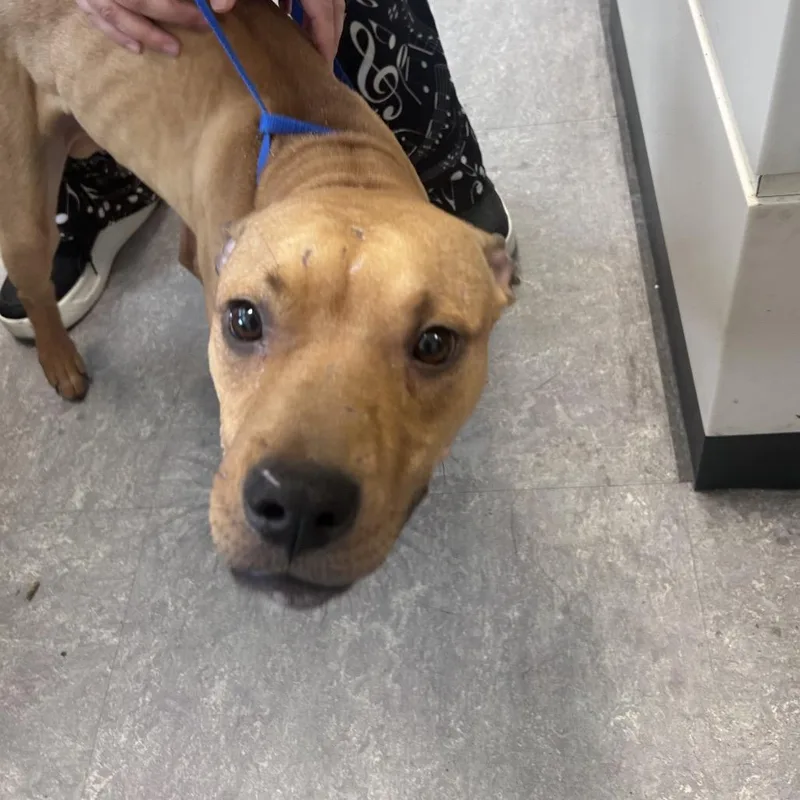 A young medium-sized male Brown / Chocolate Mixed Breed dog named Stacks for adoption in Philadelphia, PA