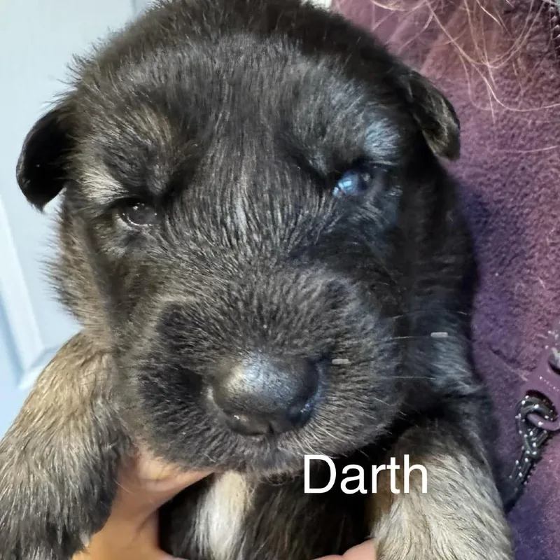 A baby medium-sized male Yellow / Tan / Blond / Fawn Mixed Breed dog named Darth for adoption in Bartlett, TN