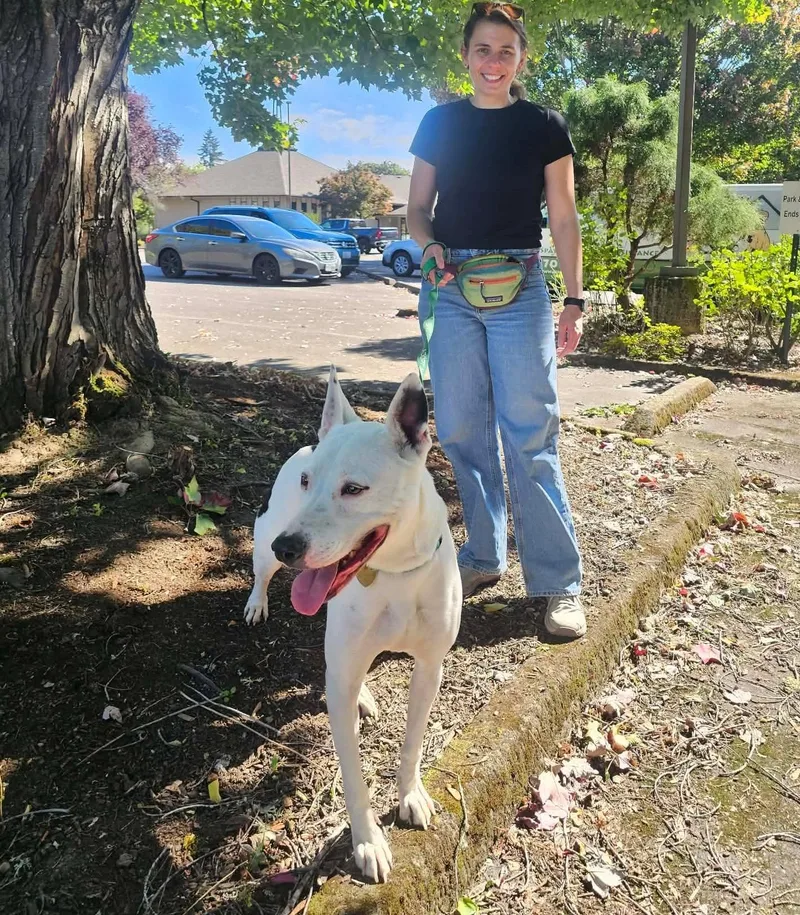 An adult medium-sized male Pit Bull Terrier dog named Ash for adoption in Crescent city, CA