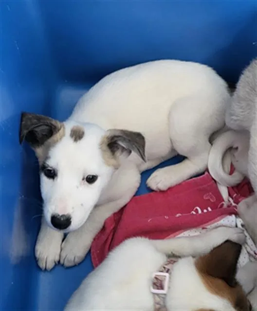 A baby medium-sized female Mixed Breed dog named Grape for adoption in Dallas, TX