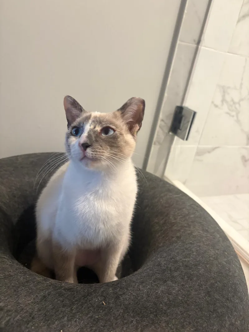 A young medium-sized female Dilute Calico Domestic Short Hair cat named Bambi for adoption in Lauderhill, FL