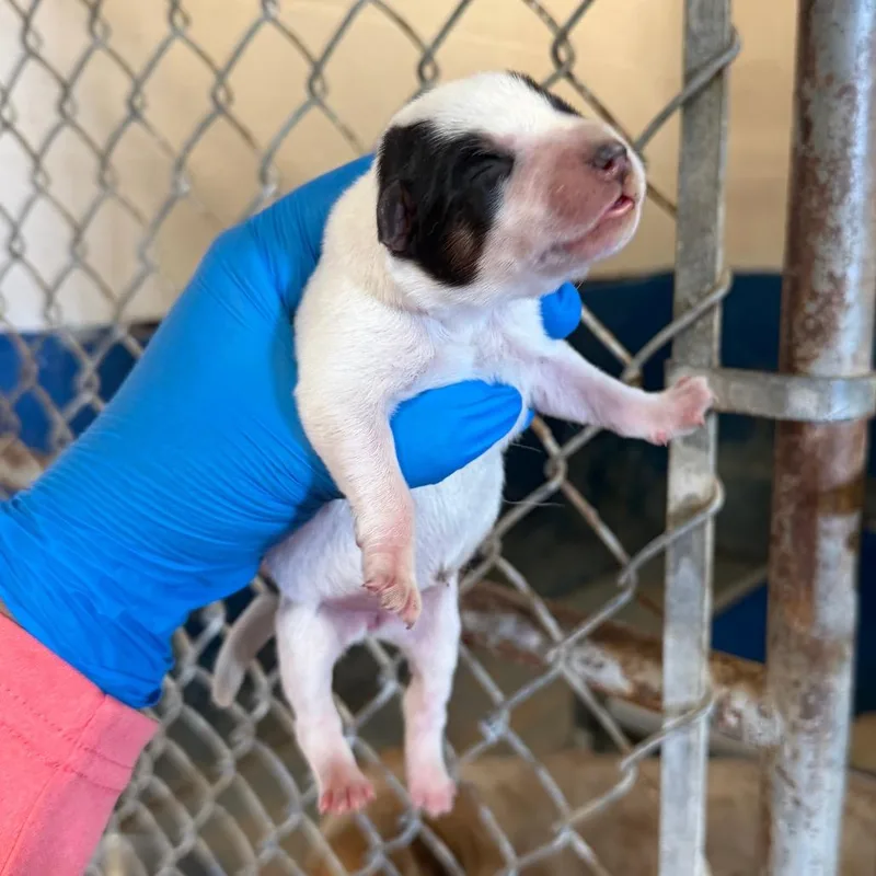 A baby medium-sized female White / Cream Cattle Dog dog named Baby Butterfly for adoption in Edinburg, TX