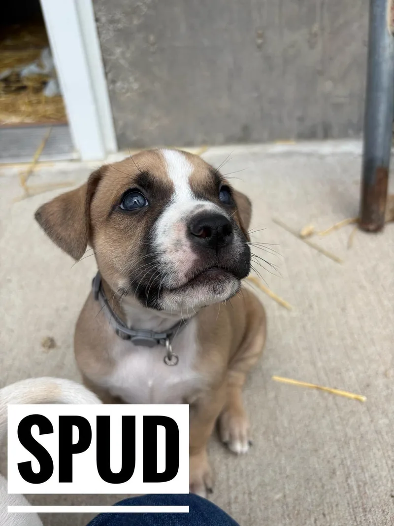 Spud thumbnail 2
