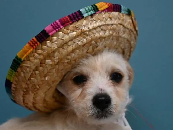 A baby small-sized female Terrier dog named Harmonica for adoption in Portland, OR